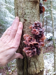 Phaeotremella foliacea