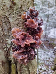 Phaeotremella foliacea