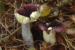 Russula alnetorum
