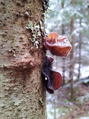 Phaeotremella foliacea