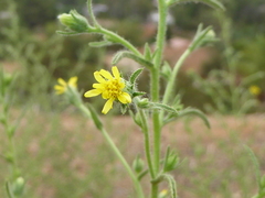 Dittrichia graveolens