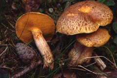 Suillus tridentinus
