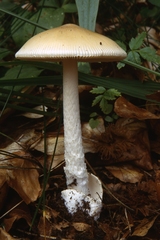 Amanita subnudipes