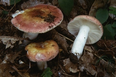 Russula aurora
