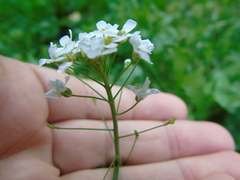 Capsella grandiflora