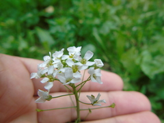 Capsella grandiflora