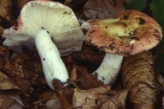 Russula aurora
