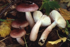 Russula gracillima