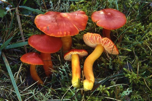 Splendid Waxcap