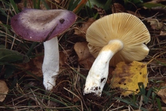 Russula versicolor