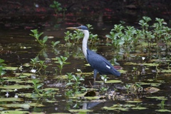 Egretta picata