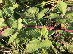Rubus ibericus