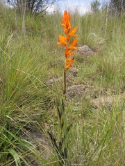 Dichromanthus aurantiacus