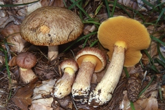 Suillus tridentinus