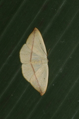 Patalene hamulata