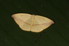Patalene hamulata