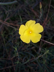 Cistus calycinus