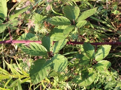 Rubus ibericus