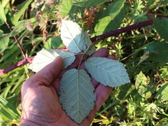 Rubus ibericus