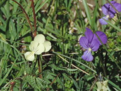 Viola etrusca