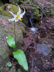 Erythronium montanum