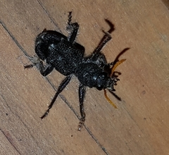 Trogodendron fasciculatum