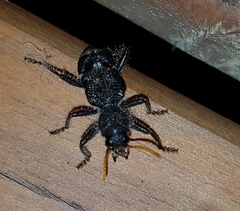 Trogodendron fasciculatum