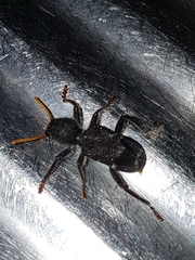 Trogodendron fasciculatum