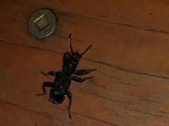 Trogodendron fasciculatum