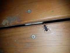 Trogodendron fasciculatum