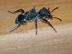 Trogodendron fasciculatum