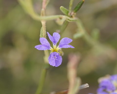 Dampiera dysantha