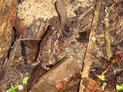 Incilius marmoreus
