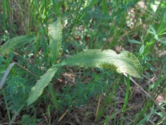 Puccinia sii-falcariae