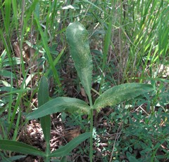 Puccinia sii-falcariae