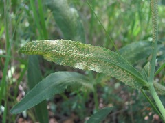 Puccinia sii-falcariae