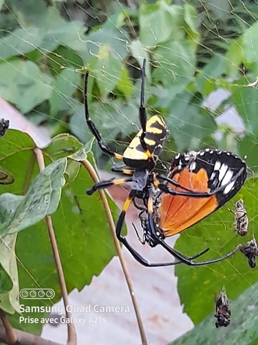Trichonephila turneri