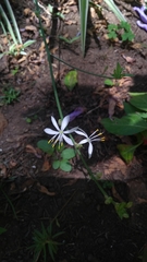 Chlorophytum comosum