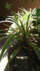 Chlorophytum comosum