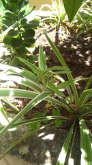 Chlorophytum comosum