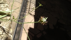 Chlorophytum comosum