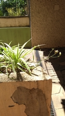 Chlorophytum comosum