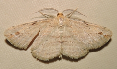 Syneora lithina