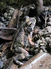 Incilius marmoreus
