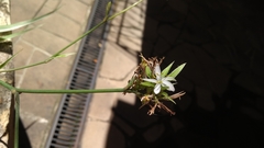 Chlorophytum comosum
