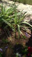 Chlorophytum comosum