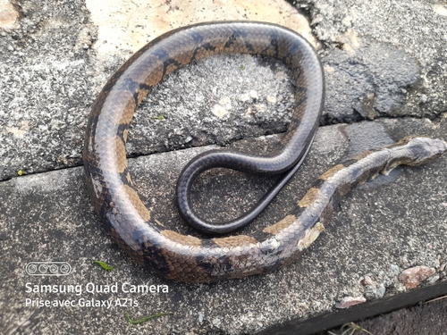 Ornate African Water Snake