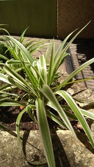 Chlorophytum comosum