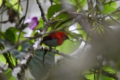 Aethopyga temminckii