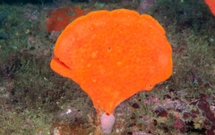 Echinoclathria leporina